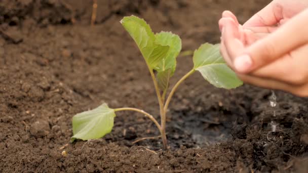 Boeren hand giet water op kleine spruiten kool op vruchtbare grond. Langzame beweging. Instandhouding van de natuurlijke hulpbronnen. Planten, natuurbescherming, duurzaamheid. concept van de bescherming van het leven op aarde. — Stockvideo