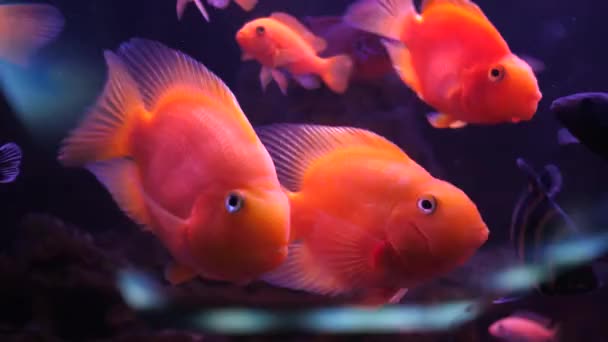 Podwodne czerwone ryby pływają w akwarium. Tropikalne kolorowe ryby morskie. pokój do medytacji i relaksu. pomoc w usuwaniu stresu, obserwacja pięknych ryb w wodzie. — Wideo stockowe