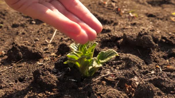 El concepto de proteger la vida en la tierra. agricultores mano regar pequeños brotes de patata en suelo fértil. cámara lenta. Conservación de los recursos naturales. Plantación, protección de la naturaleza, sostenibilidad . — Vídeos de Stock