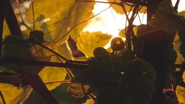 Piękne skupiska dojrzewających winogron w słońcu. plantacja winogron w świetle zachodu słońca. piękna winorośl z winogronami. Koncepcja produkcji wina. produkcja winogron. — Zdjęcie stockowe