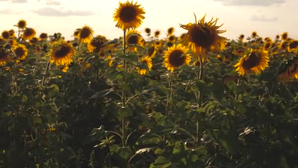 Matérias-primas para óleo vegetal. Belos campos com girassóis no verão. Cultivo de culturas amadurecendo no campo. campo de flores de girassol amarelas contra um fundo de nuvens. girassol balança no vento . — Vídeo de Stock