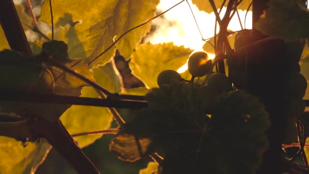 Hermosos racimos de uvas en maduración al sol. plantación de uva en la luz del atardecer. hermosa vid con uvas. concepto de vinificación. negocio de la uva. — Vídeo de stock