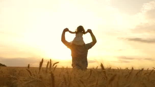 Dad farmer carries on his shoulders a small daughter in field of wheat. child and father play in field of ripening wheat. boy and dad travel across field. child and parent play in nature. happy family — Stock Video