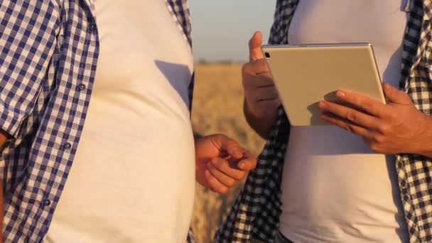 Agricoltore e uomo d'affari con lavoro tablet in un campo di grano. Agronomo e agricoltore tengono in mano il pda. Raccolta di cereali. Un uomo d'affari controlla la qualità del grano. lavoro di squadra d'affari — Video Stock