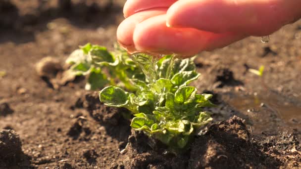 地球上の生命を守るという概念。肥沃な土壌に小さなジャガイモの芽を散水農家が手。スローモーション。天然資源の保全。植え付け、自然保護、持続可能性. — ストック動画