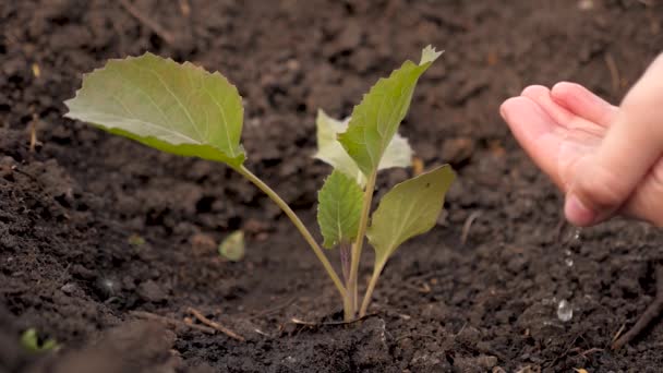 Boeren hand giet water op kleine spruiten kool op vruchtbare grond. Langzame beweging. Instandhouding van de natuurlijke hulpbronnen. Planten, natuurbescherming, duurzaamheid. concept van de bescherming van het leven op aarde. — Stockvideo