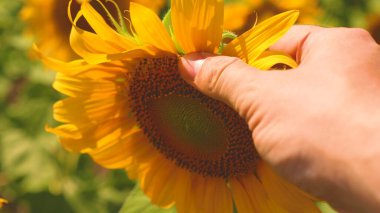 Çiftçiler çiçek açan bir ayçiçeğini inceliyor. Rüzgarda sallanan bir ayçiçeği. İş adamı ekin analizi yapar. Tarım bilimci sarı ayçiçeği tarlasında çalışır. tarım kavramı.