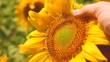 Çiftçiler çiçek açan bir ayçiçeğini inceliyor. Rüzgarda sallanan bir ayçiçeği. İş adamı ekin analizi yapar. Tarım bilimci sarı ayçiçeği tarlasında çalışır. tarım kavramı.