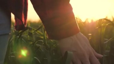 Genç kadın çiftçi gün batımında buğday tarlasında yürüyor, elleriyle yeşil buğday başaklarına dokunuyor - tarım kavramı. Sıcak güneşin altında olgunlaşan buğday tarlası. İş kadını sahasını teftiş ediyor..