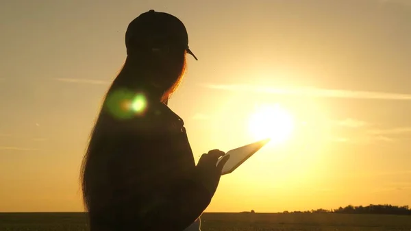 Silhouette d'agronome femelle avec comprimé étudiant les cultures de blé au champ. jeune agricultrice travaille avec une tablette sur un champ de blé au soleil. femme d'affaires planifie son revenu dans le domaine. moisson des grains . — Photo