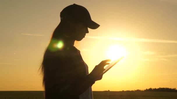 Silhuett av kvinnlig agronomen med tablett studerar vete gröda i fält. ung kvinna bonde arbetar med tablett på ett vetefält i solen. Affärskvinna planerar sin inkomst ute på fältet. spannmålsskörd. — Stockvideo