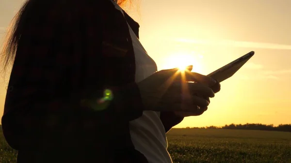 Silueta de una agricultora con tableta que estudia la cosecha de trigo en el campo. Primer plano. chica agrónoma trabaja con la tableta en el campo de trigo en el sol. mujer de negocios planea sus ingresos en el campo. cosecha de grano. — Foto de Stock