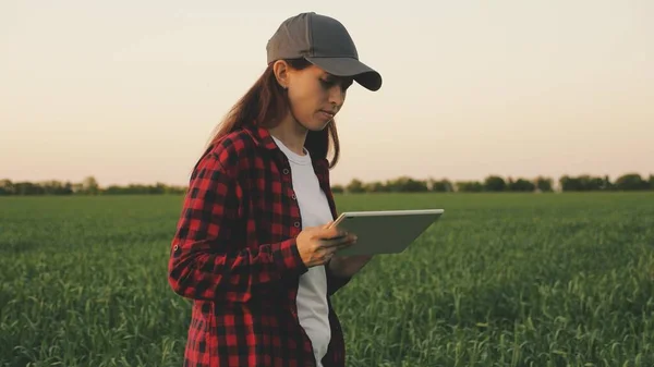 Genç kadın çiftçi güneşin altındaki bir buğday tarlasında tabletle çalışıyor. İş kadını sahadaki gelirini planlıyor. Tabletli kadın tarım uzmanları tarladaki buğday mahsullerini inceliyor. tahıl hasat. — Stok fotoğraf