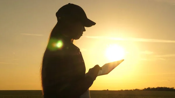 Silhouette di agronomo femminile con tavoletta che studia il raccolto di grano nel campo. giovane contadina lavora con tavoletta su un campo di grano al sole. donna d'affari pianifica il suo reddito sul campo. raccolto di cereali . — Foto Stock