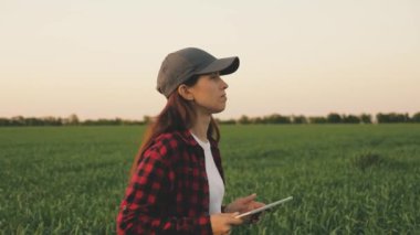 Genç kadın çiftçi güneşin altındaki bir buğday tarlasında tabletle çalışıyor. İş kadını sahadaki gelirini planlıyor. Tabletli kadın tarım uzmanları tarladaki buğday mahsullerini inceliyor. tahıl hasat.
