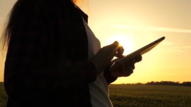 Tabletle tarlada buğday mahsulü inceleyen bir kadın çiftçinin silüeti. Yakın plan. Tarımcı kız, güneşte buğday tarlasında tabletle çalışıyor. İş kadını kazancını sahada planlıyor. tahıl hasat.