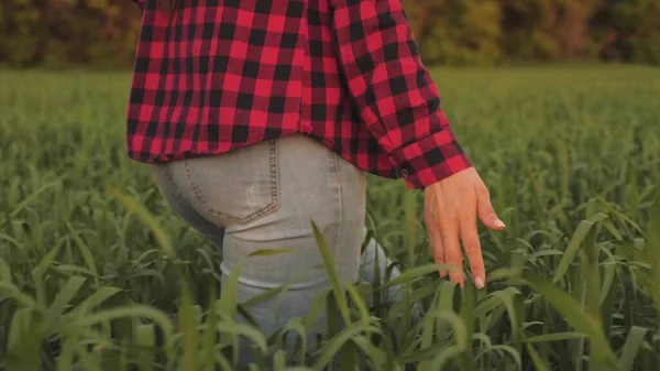 사업을 하는 여성 이 현장을 조사합니다. 젊은 여자 농부는 석양에 밀밭을 거닐면서, 손으로 밀의 푸른 이삭을 만져 본다. 따사 로운 햇볕에 잘 익는 밀 밭 — 스톡 사진