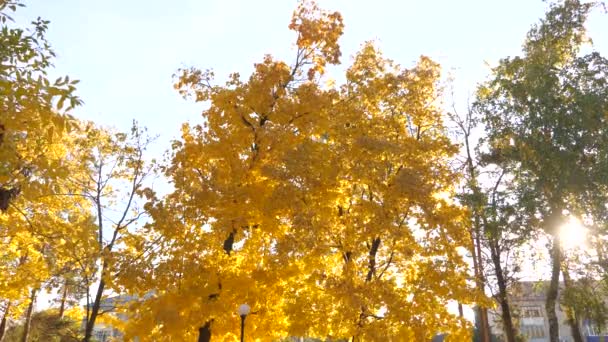 Folhas amareladas em uma árvore de bordo em um parque da cidade. folhas valiosas em galhos de árvore. Outono de ouro. Folhagem de outono na natureza ao sol. Folhas de bordo amarelas . — Vídeo de Stock