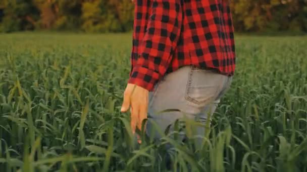 Joven agricultora camina a través de un campo de trigo al atardecer, tocando las espigas verdes de trigo con sus manos - concepto de agricultura. Un campo de trigo en maduración bajo el sol caliente. mujer de negocios inspecciona su campo. — Vídeo de stock