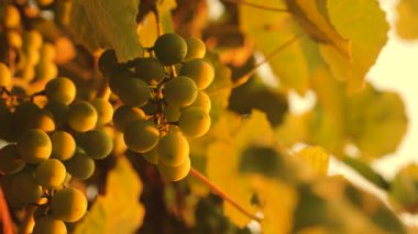 Güneşin altında olgunlaşan güzel üzüm kümeleri. Gün batımında üzüm tarlası. Üzümlü güzel bir sarmaşık. Şarap yapma konsepti. üzüm işi.