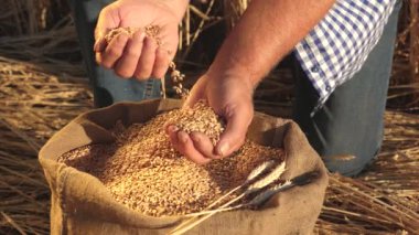 Çiftçi elleri kulaklı bir torbaya buğday taneleri döker. Mısır gevreği topluyorum. Bir tarım uzmanı tahılın kalitesine bakar. İşadamı buğdayın kalitesini kontrol eder. tarım kavramı. yakın plan.