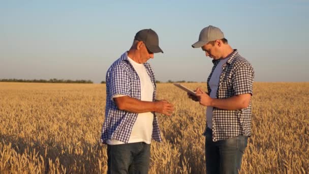 Rolnik i biznesmen z tabletkami pracujący jako zespół w terenie. rolnik i rolnik trzymają ziarno pszenicy w rękach. Zbieram płatki. Biznes sprawdza jakość ziarna.. — Wideo stockowe