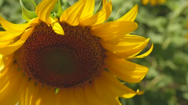 Zonnebloem zwaait in de wind. grote zonnebloem close-up. veld van gele zonnebloem bloemen tegen de achtergrond van wolken. Prachtige velden met zonnebloemen in de zomer. Planten die rijpen op het veld. — Stockvideo