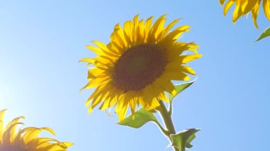 Parlak güneş ışınları yaz aylarında ayçiçeği ile güzel alanlar. Tarlada olgunlaşan ekinler. bulutlar bir arka plan karşı sarı ayçiçeği çiçek alanı. rüzgarda ayçiçeği salyaları.