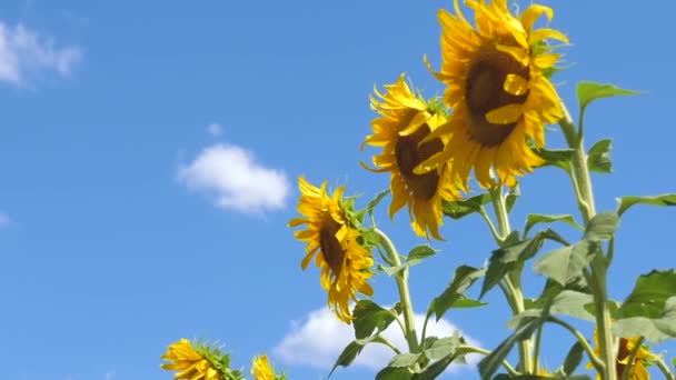 Prachtige velden met zonnebloemen in de zomer in de stralen van de felle zon. Gewas van gewassen die in het veld rijpen. veld van gele zonnebloem bloemen tegen een achtergrond van wolken. zonnebloem sways in wind. — Stockvideo