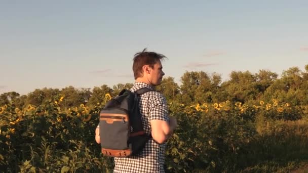 Фермер осматривает поле с цветущим подсолнухом. человек путешествует по полю с подсолнухами на закате. Человек путешествует по сельской местности с рюкзаком, ходит по желтому подсолнуху . — стоковое видео