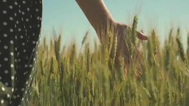 Woman farmer walks through wheat field at sunset, touching green ears of wheat with his hands - agriculture concept. A field of ripening wheat in the warm sun. business woman inspects her field. — Stock Video