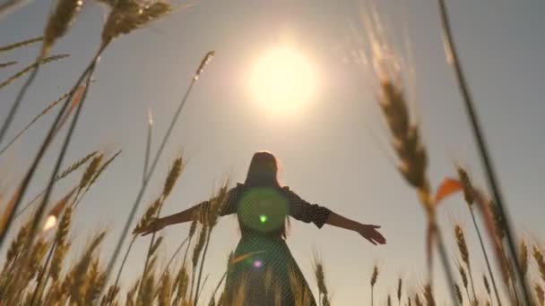 Buğday tarlasında doğanın ve güneş ışığının tadını çıkaran kaygısız bir kadın inanılmaz renkli bir günbatımında. Genç bir kız, el buğdayıyla dokunarak tarlada ağır çekimde mutlu bir şekilde yürüyor.. — Stok video