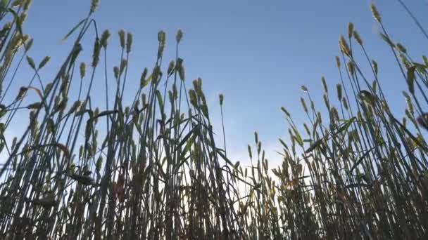 Çevre dostu buğday. Mavi gökyüzüne karşı olgunlaşan buğday tarlası. Tahıllı buğday başakları rüzgarı sallar. tahıl hasadı yazın olgunlaşır. tarımsal iş kavramı. — Stok video
