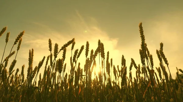 Campo de trigo amadurecendo contra o céu azul. Espiguetas de trigo com grão agita o vento. colheita de grãos amadurece no verão. conceito de negócio agrícola. trigo amigo do ambiente — Fotografia de Stock