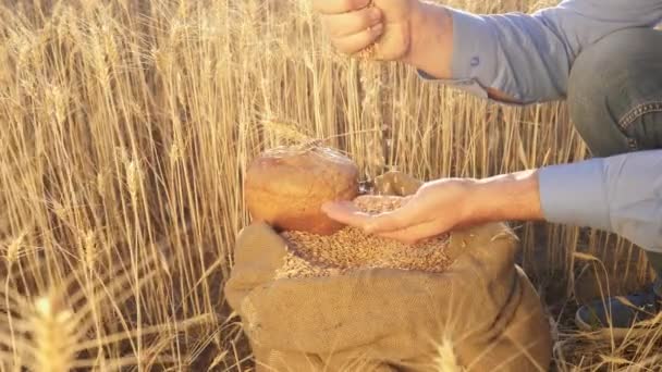 Un agrónomo observa la calidad del grano. Hombre de negocios comprueba la calidad del trigo. concepto de agricultura. Primer plano. Las manos de los agricultores vierten granos de trigo en una bolsa con espigas. Cosecha de cereales . — Vídeos de Stock