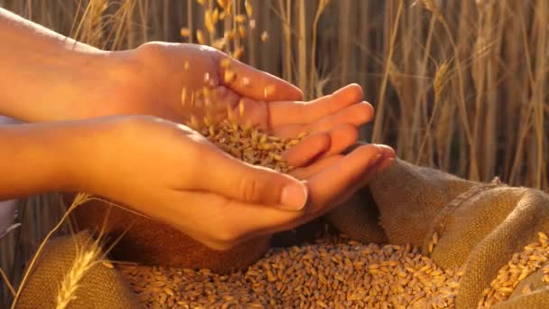 Bondens händer häller säd i åkern från hand till hand. Agronomen tittar på spannmålskvaliteten. Affärsmän kontrollerar vetets kvalitet. Jordbrukskoncept jordbruksföretag — Stockvideo