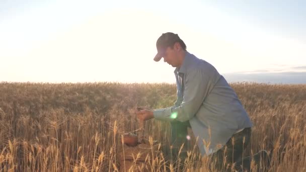 Hombre de negocios comprueba la calidad del trigo. concepto de agricultura. Las manos de los agricultores vierten granos de trigo en una bolsa con espigas. Cosechando cereales. Un agrónomo observa la calidad del grano. — Vídeo de stock