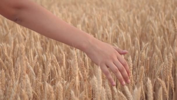 Dişi bir çiftçi buğday tarlasına kadar terliyor ve olgun buğday kulaklarıyla eline dokunuyor. Tarım işi. Hasat, tarım kavramı. ekmek alanı. — Stok video