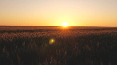 Sabahın köründe olgunlaşan buğday tarlası. Buğday dalları ve buğday tozu rüzgarı. tahıl hasadı yazın olgunlaşır. Tarım sektörü konsepti. Çevre dostu buğday
