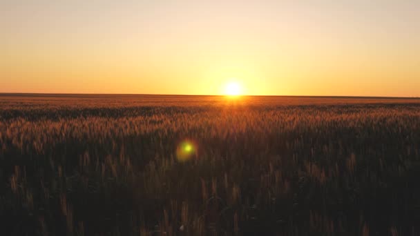 Un campo di grano maturo al mattino all'alba. Le spighette di grano con grano scuotono il vento. la raccolta del grano matura in estate. concetto di impresa agricola. frumento ecologico — Video Stock