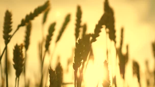 Mavi gökyüzüne karşı olgunlaşan buğday tarlası. Tahıllı buğday başakları rüzgarı sallar. tahıl hasadı yazın olgunlaşır. Tarım sektörü konsepti. Çevre dostu buğday — Stok video