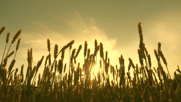 Feld reifenden Weizens gegen den blauen Himmel. Stacheln aus Weizen mit Getreide schütteln den Wind. Im Sommer reift die Getreideernte. landwirtschaftliches Geschäftskonzept. umweltfreundlicher Weizen — Stockvideo