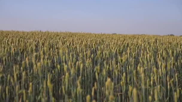 Veld van rijpende tarwe tegen de blauwe lucht. Spikeletten van tarwe met graan schudden de wind. graanoogst rijpt in de zomer. landbouwbedrijfsconcept. milieuvriendelijke tarwe — Stockvideo