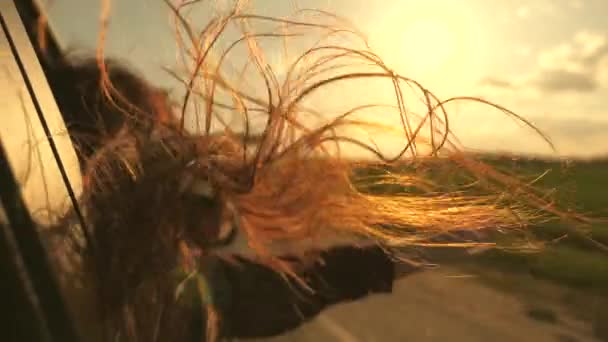 Free woman travels by car catches the wind with her hand from the car window. Girl with long hair is sitting in front seat of car, stretching her arm out window and catching glare of setting sun — Stock Video