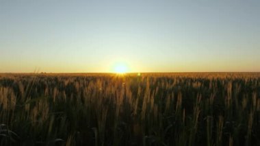 Sabahın köründe olgunlaşan buğday tarlası. Buğday dalları ve buğday tozu rüzgarı. tahıl hasadı yazın olgunlaşır. Tarım sektörü konsepti. Çevre dostu buğday