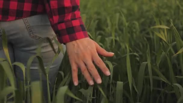 Young woman farmer walks through a wheat field at sunset, touching green ears of wheat with his hands - agriculture concept. A field of ripening wheat in warm sun. business woman inspects her field. — Stock Video