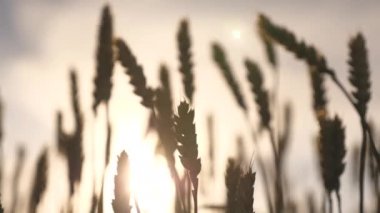Mavi gökyüzüne karşı olgunlaşan buğday tarlası. Tahıllı buğday başakları rüzgarı sallar. tahıl hasadı yazın olgunlaşır. Tarım sektörü konsepti. Çevre dostu buğday