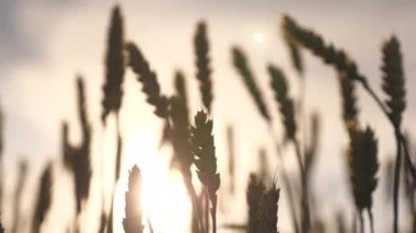Mavi gökyüzüne karşı olgunlaşan buğday tarlası. Tahıllı buğday başakları rüzgarı sallar. tahıl hasadı yazın olgunlaşır. Tarım sektörü konsepti. Çevre dostu buğday