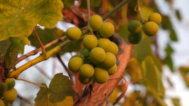 Piękne skupiska dojrzewających winogron w słońcu. plantacja winogron w świetle zachodu słońca. piękna winorośl z winogronami. Koncepcja produkcji wina. produkcja winogron. — Wideo stockowe