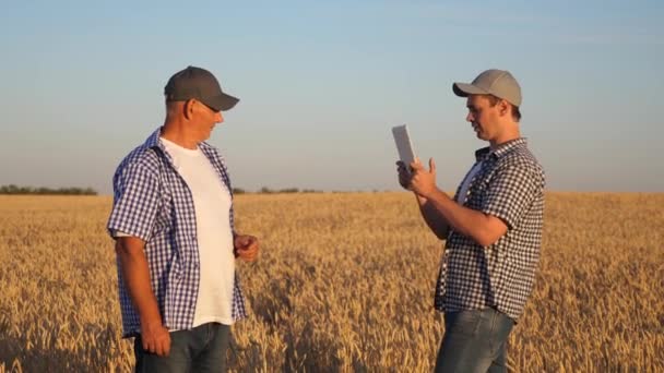 Zakenman en boer met tablet werken als een team in het veld. De landbouwer en de landbouwer houden een tarwekorrel in hun handen. zakenman controleert de kwaliteit van graan. milieuvriendelijke oogst — Stockvideo